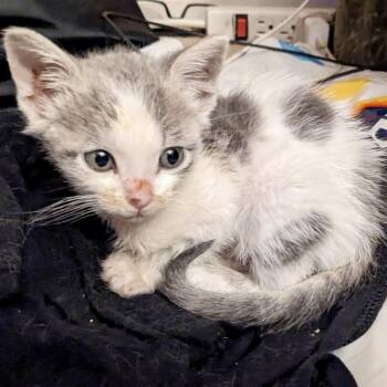 Dipper* -  Domestic Short Hair Cat for Adoption in San Gabriel, California - Dipper* | PetCurious