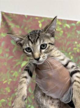 WINTERMINT -  Domestic Short Hair Cat for Adoption in San Antonio, Texas - WINTERMINT | PetCurious