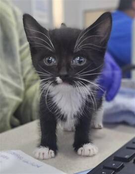 Domestic Short Hair Cats Available for Adoption in Dallas, Texas - SPRINKLE | PetCurious