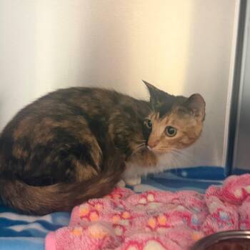 Potion 5914 -  Domestic Short Hair Cat for Adoption in Hamilton, Georgia - Potion 5914 | PetCurious