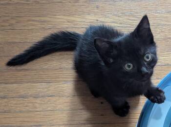 Cherry -  American Shorthair Cat for Adoption in Rochester, New York - Cherry | PetCurious