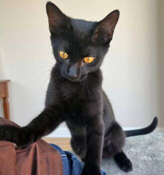 Esme -  Domestic Short Hair and Bombay Cat for Adoption in Anna, Texas - Esme | PetCurious