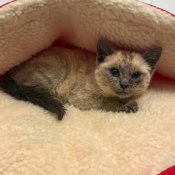 Siamese Cats Available for Adoption - Snoop | PetCurious