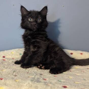 Rescue Domestic Short Hair Cats for Adoption in Portage, Michigan - Eva | PetCurious