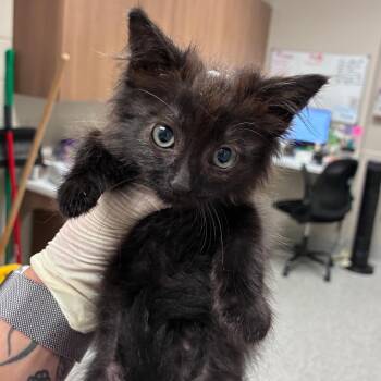 Cashback -  Domestic Medium Hair Cat for Adoption in Reno, Nevada - Cashback | PetCurious
