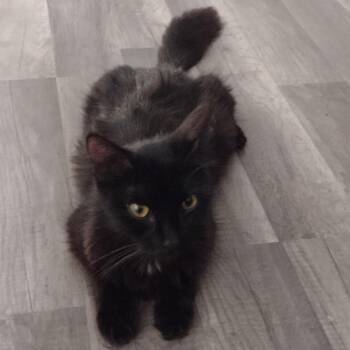 Elise -  Domestic Long Hair Cat for Adoption in Hemet, California - Elise | PetCurious