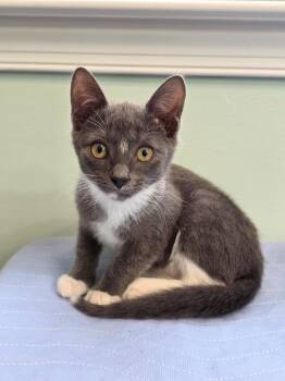 Ang -  American Shorthair Cat for Adoption in Richmond, Virginia - Ang | PetCurious