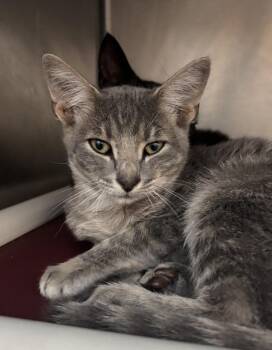 Thibodeaux -  Domestic Short Hair Cat for Adoption in Austin, Texas - Thibodeaux | PetCurious