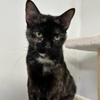 Sweet Pea -  Domestic Short Hair Cat for Adoption in Houston, Texas - Sweet Pea | PetCurious