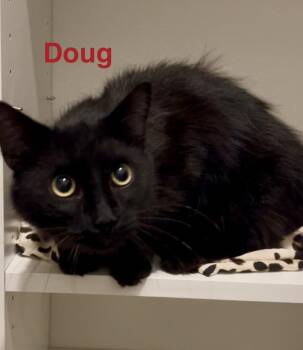 Domestic Long Hair Cats Available for Adoption in Casselberry, Florida - Doug | PetCurious