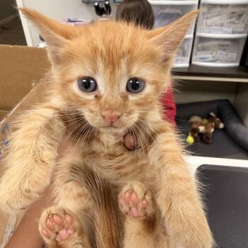 megatron -  Domestic Short Hair Cat for Adoption in Starkville, Mississippi - Megatron | PetCurious
