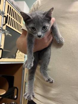 Westley $75 -  Domestic Short Hair Cat for Adoption in Seneca, South Carolina - Westley $75 | PetCurious