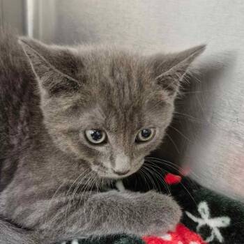 Domestic Short Hair Cats Available for Adoption in Gloucester, Virginia - Trail Blazer | PetCurious