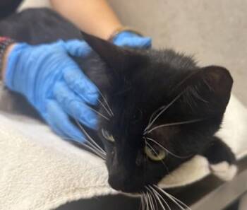 Domestic Short Hair Cats Available for Adoption in Honolulu, Hawaii - Dotty | PetCurious