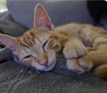 Cable -  Domestic Short Hair Cat Available for Adoption in Maineville, Ohio - Cable | PetCurious