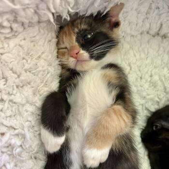 Cassava -  American Shorthair Cat for Adoption in Huntsville, Alabama - Cassava | PetCurious