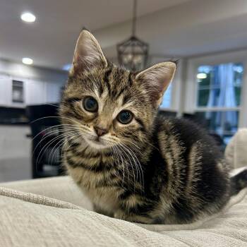 Summit Point Stripey -  Domestic Short Hair Cat for Adoption in Potomac, Maryland - Summit Point Stripey | PetCurious