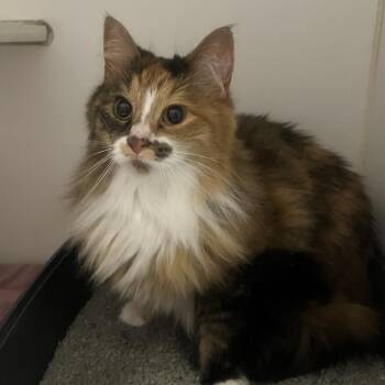 Sweetie (bonded w/ Star) -  Domestic Long Hair Cat for Adoption in Oak Brook, Illinois - Sweetie (bonded W/ Star) | PetCurious
