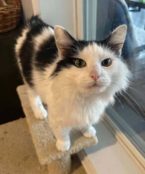 Skylar -  Domestic Long Hair Cat for Adoption in Oak Ridge, Tennessee - Skylar | PetCurious