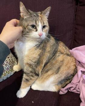 Rescue Domestic Short Hair Cats for Adoption in Cranbrook, British Columbia - Nyla | PetCurious