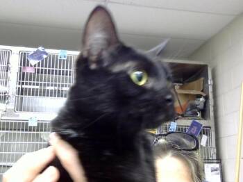 Rescue Domestic Short Hair Cats for Adoption in Pasadena, Texas - A180852 | PetCurious
