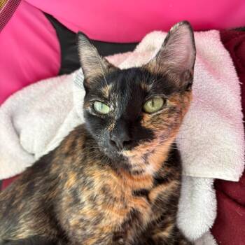Rescue Domestic Short Hair Cats for Adoption in Aberdeen, Washington - Cleo | PetCurious