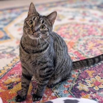 Tabby Cats Available for Adoption - Cleetus Bear & Cammy*ADOPTION*PENDING | PetCurious