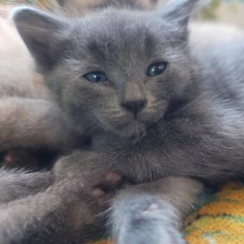 Rescue Domestic Short Hair Cats for Adoption in Blackfoot, Idaho - Ari | PetCurious