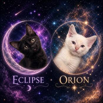 ECLIPSE & ORION -  Domestic Medium Hair and Siamese Cat Available for Adoption in Lakesite, Tennessee - ECLIPSE & ORION | PetCurious
