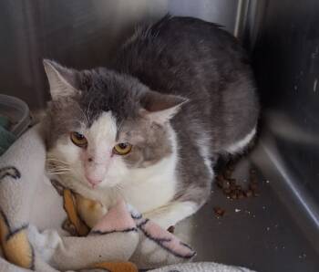 Rescue Domestic Short Hair Cats for Adoption in Tulare, California - Jagger | PetCurious