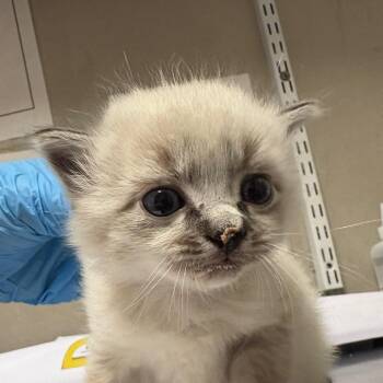 Domestic Short Hair Cats Available for Adoption in Yuma, Arizona - Dahila | PetCurious