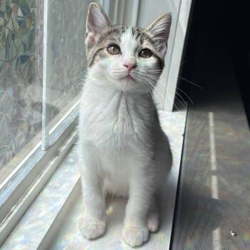 Boq -  Domestic Short Hair Cat for Adoption in Asheville, North Carolina - Boq | PetCurious