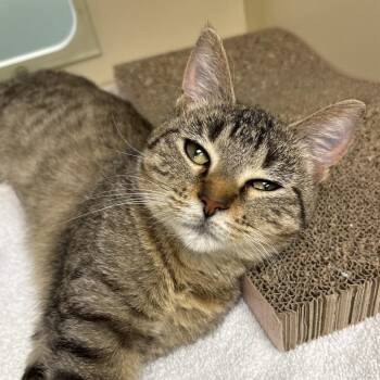 Ditto -  Domestic Short Hair Cat for Adoption in Naperville, Illinois - Ditto | PetCurious