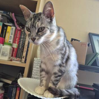 Genie -  Domestic Short Hair Cat for Adoption in Marion, Illinois - Genie | PetCurious