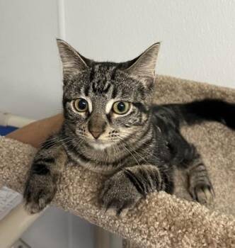 Selma -  Domestic Short Hair Cat for Adoption in Venice, Florida - Selma | PetCurious