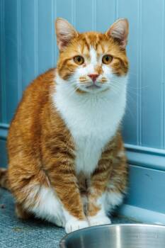 Stuart Little -  Domestic Short Hair Cat for Adoption in Chester Springs, Pennsylvania - Stuart Little | PetCurious