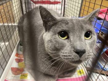 Domestic Short Hair Cats Available for Adoption - AMIRA | PetCurious