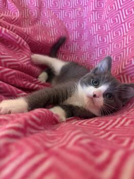 Ada -  Domestic Short Hair Cat for Adoption in Georgetown, Kentucky - Ada | PetCurious