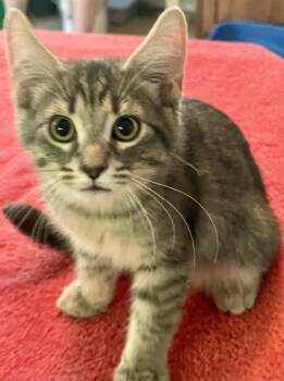 Milo -  Domestic Short Hair Cat Available for Adoption in Lacon, Illinois - Milo | PetCurious