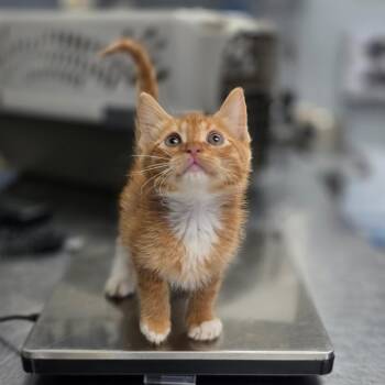 Glenn -  Domestic Short Hair Cat for Adoption in Duncan, Oklahoma - Glenn | PetCurious