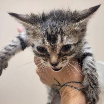 Angelo -  Domestic Short Hair Cat for Adoption in Lake Panasoffkee, Florida - Angelo | PetCurious