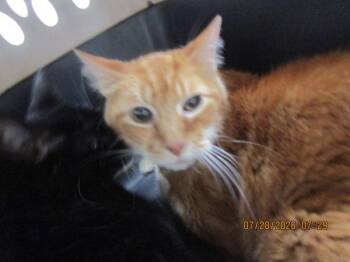 (662) -  Domestic Short Hair Cat for Adoption in Marietta, Georgia - (662) | PetCurious