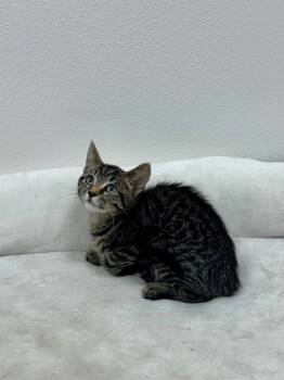 Missy -  Tabby Cat for Adoption in Newberg, Oregon - Missy | PetCurious
