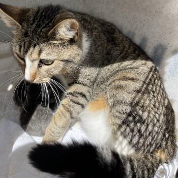 Stella Artois -  Domestic Short Hair Cat for Adoption in Chattanooga, Tennessee - Stella Artois | PetCurious