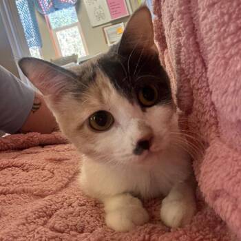 Domestic Short Hair Cats Available for Adoption in Las Vegas, Nevada - Spring 53843 | PetCurious