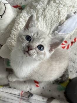 Rescue Siamese and Tonkinese Cats for Adoption in Vienna, Virginia - Ethel | PetCurious