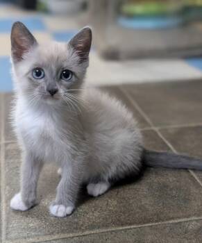 Dory (very friendly) -  Siamese and Ragdoll Cat for Adoption in Los Angeles, California - Dory (very Friendly) | PetCurious