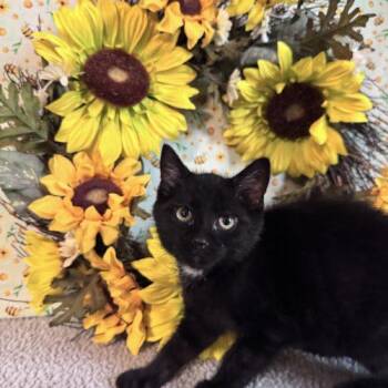 Paul Simon -  Domestic Short Hair Cat for Adoption in Toms River, New Jersey - Paul Simon | PetCurious