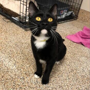 Domestic Short Hair Cats Available for Adoption in Tempe, Arizona - Tilly | PetCurious