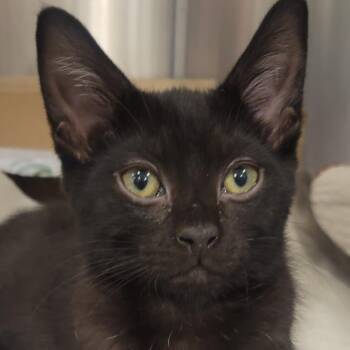 Witchy -  Domestic Short Hair Cat for Adoption in Wheeling, Illinois - Witchy | PetCurious